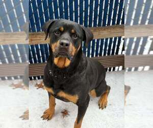 Rottweiler Dogs for adoption in Evansville, IN, USA