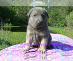 Small #4 German Shepherd Dog