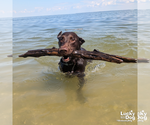 Small #5 Labrador Retriever Mix