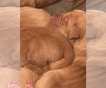 Small #3 Vizsla