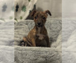 Small #11 Mutt