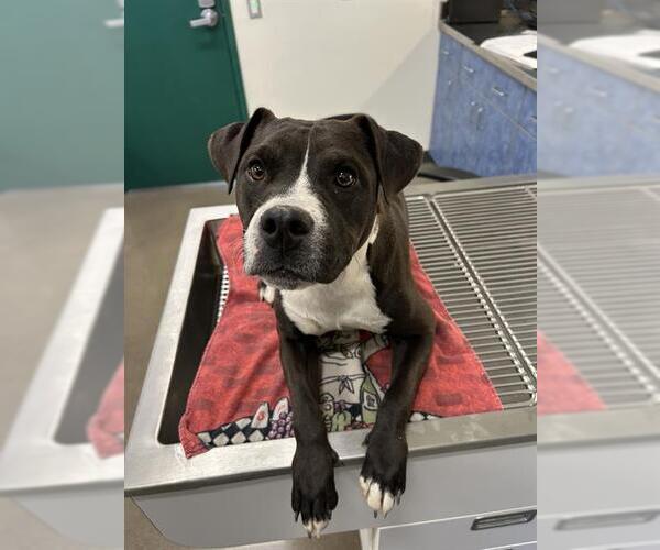 Medium Photo #1 American Pit Bull Terrier-Unknown Mix Puppy For Sale in Globe, AZ, USA