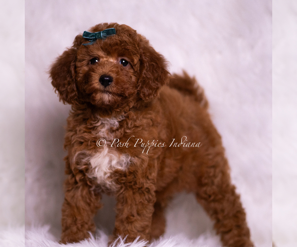 Medium Photo #3 Goldendoodle (Miniature) Puppy For Sale in WARSAW, IN, USA