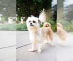 Small #3 Brussels Griffon Mix