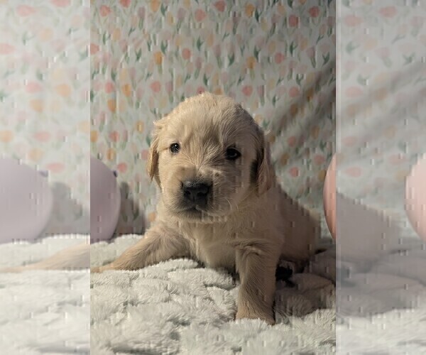 Medium Photo #5 Golden Retriever Puppy For Sale in MODESTO, CA, USA