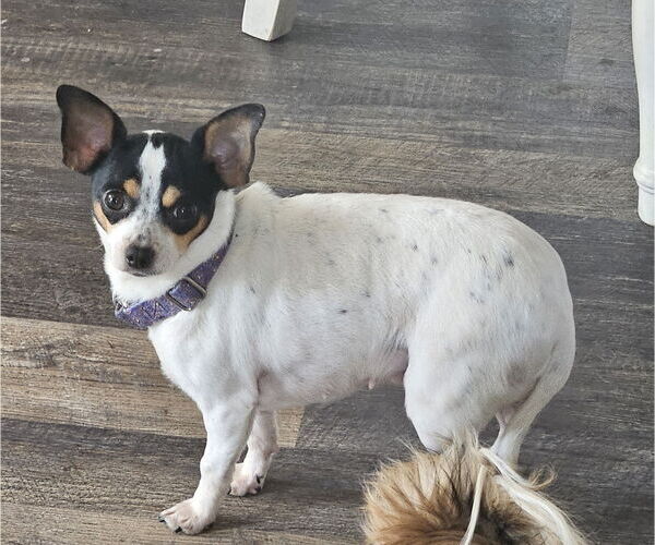 Medium Photo #3 Chihuahua Puppy For Sale in St. Louis Park, MN, USA