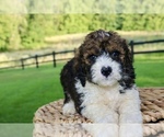 Small #3 Bernedoodle