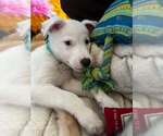 Small #20 Siberian Husky Mix