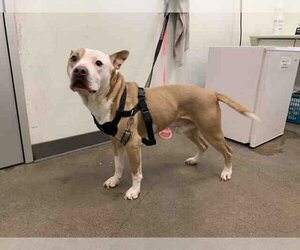 American Pit Bull Terrier-Unknown Mix Dogs for adoption in Berkeley , CA, USA