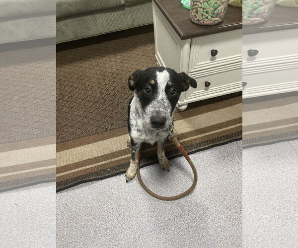 Medium Photo #3 Border Collie-German Shorthaired Pointer Mix Puppy For Sale in Holly Springs, NC, USA