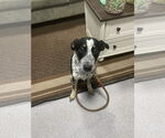 Small #2 Border Collie-German Shorthaired Pointer Mix