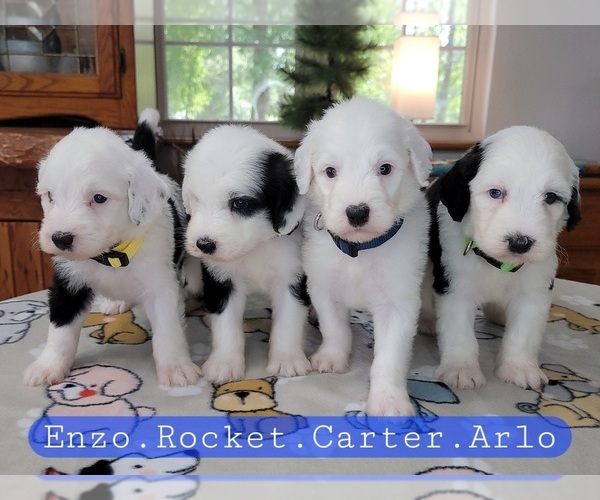 Medium Photo #7 Sheepadoodle Puppy For Sale in GOLDEN CITY, MO, USA