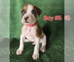 Small Photo #4 Boxer Puppy For Sale in VICTORIA, TX, USA