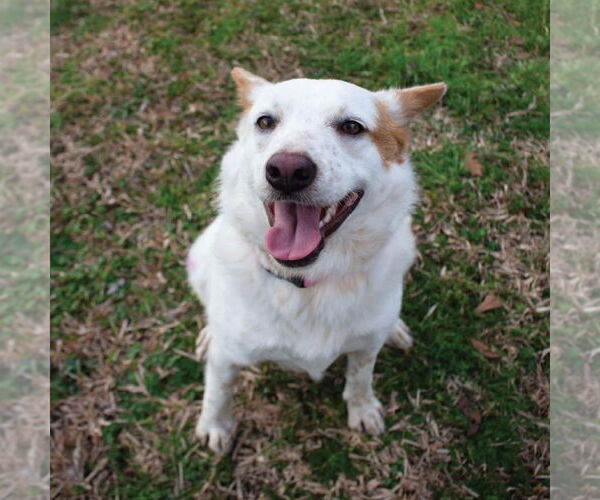 Medium Photo #2 Mutt Puppy For Sale in Canton, CT, USA