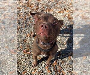 Labrador Retriever-Unknown Mix Dogs for adoption in Palmetto, FL, USA