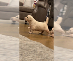 Small #6 English Cream Golden Retriever