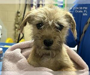 Mutt Dogs for adoption in Ocala, FL, USA