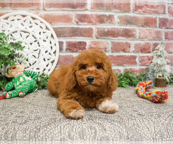 Medium Photo #28 Goldendoodle Puppy For Sale in SYRACUSE, IN, USA