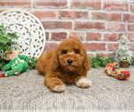Small #27 Goldendoodle