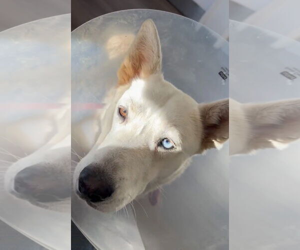 Medium Photo #1 Siberian Husky-Unknown Mix Puppy For Sale in Las Vegas, NM, USA