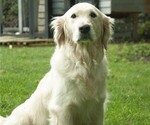 Small #3 Golden Retriever