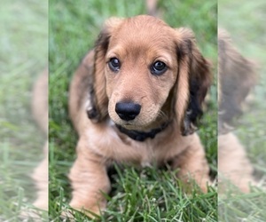 Dachshund Puppy for sale in PERRYSBURG, OH, USA