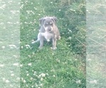 Small Photo #6 American Bully Puppy For Sale in EDON, OH, USA