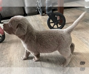 Labrador Retriever Puppy for sale in OSYKA, MS, USA