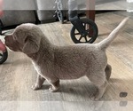 Image preview for Ad Listing. Nickname: Gray collar