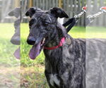 Small #3 Greyhound