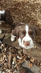 English Springer Spaniel Puppy for sale in NUTLEY, NJ, USA