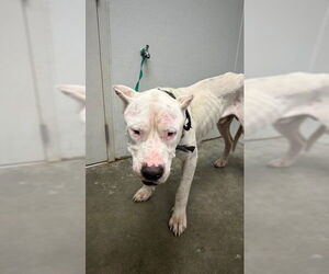 Dogo Argentino Dogs for adoption in Rosenberg, TX, USA