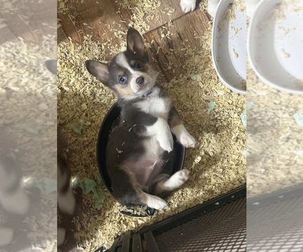 Medium Photo #9 Cardigan Welsh Corgi-Pembroke Welsh Corgi Mix Puppy For Sale in ALEXANDRIA, IN, USA