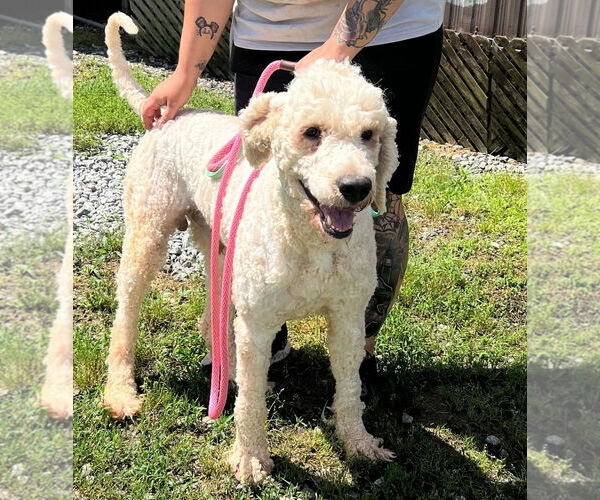 Medium Photo #2 Labradoodle Puppy For Sale in Pacolet, SC, USA