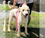 Small #1 Labradoodle