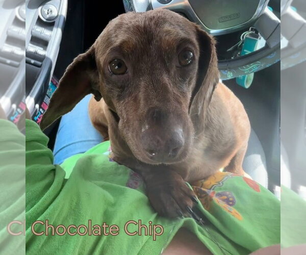 Medium Photo #13 Dachshund Puppy For Sale in San Antonio, TX, USA
