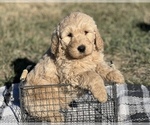 Small #6 Goldendoodle