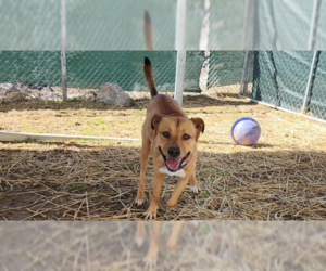 American Pit Bull Terrier-Unknown Mix Dogs for adoption in Evansville, IN, USA
