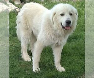 Father of the Great Pyrenees puppies born on 01/30/2020