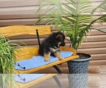 Small Photo #13 German Shepherd Dog Puppy For Sale in GREENWOOD, WI, USA