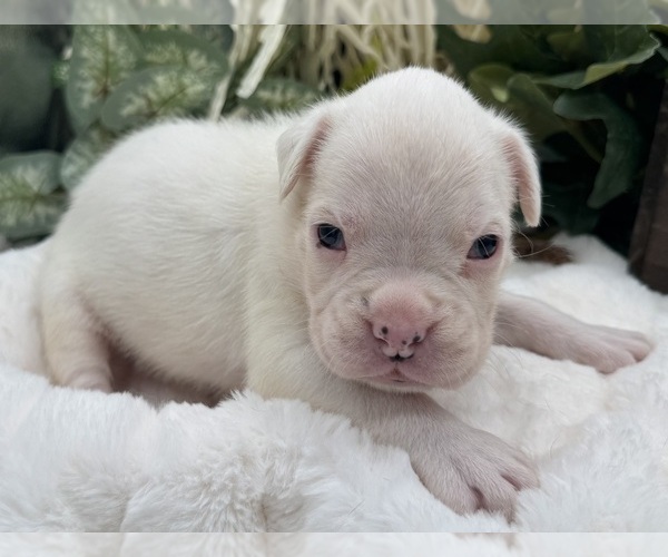 Medium Photo #10 Boxer Puppy For Sale in PAWNEE CITY, NE, USA