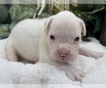 Small #9 Boxer