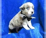 Small Photo #10 Miniature Australian Shepherd Puppy For Sale in HARTVILLE, MO, USA