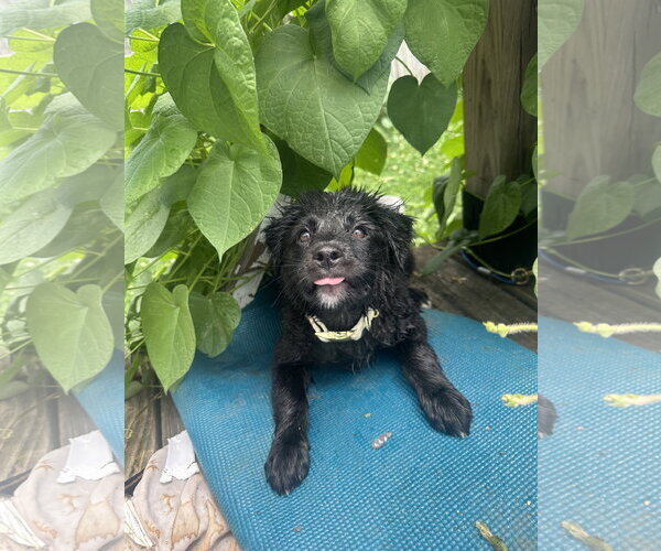 Medium Photo #3 Aussiedor Puppy For Sale in Germantown, OH, USA