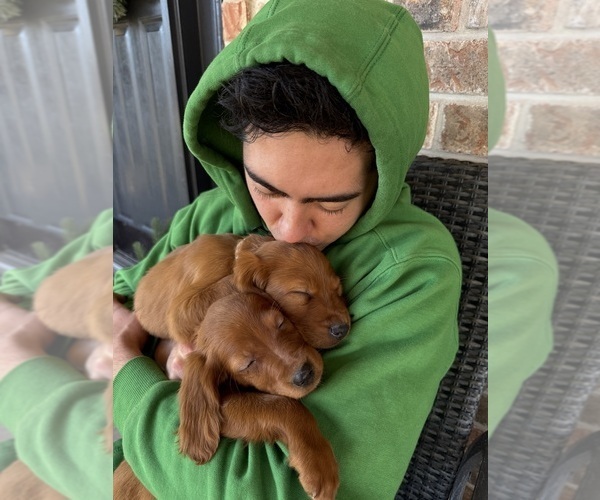 Medium Photo #6 Irish Setter Puppy For Sale in OREM, UT, USA
