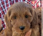 Small #1 Goldendoodle (Miniature)