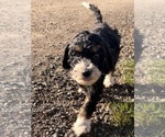 Small Photo #10 Miniature Bernedoodle Puppy For Sale in LONGMONT, CO, USA