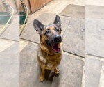 Small Photo #4 German Shepherd Dog Puppy For Sale in Millburn, NJ, USA