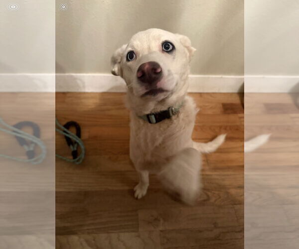 Medium Photo #1 Pyrenees Husky Puppy For Sale in MIDWAY, UT, USA