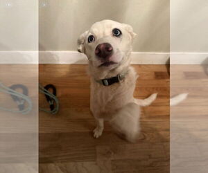 Pyrenees Husky Dogs for adoption in MIDWAY, UT, USA